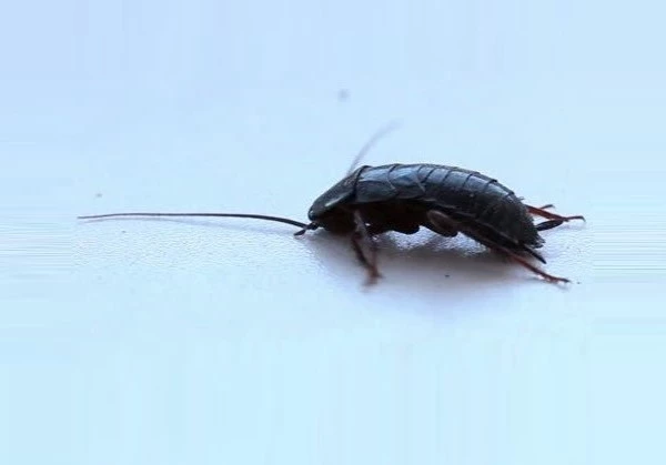blatta orientalis 1