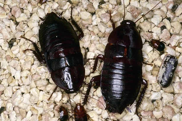 blatta orientalis 2