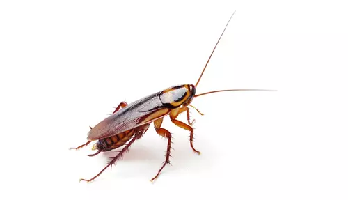 blattella germanica 2