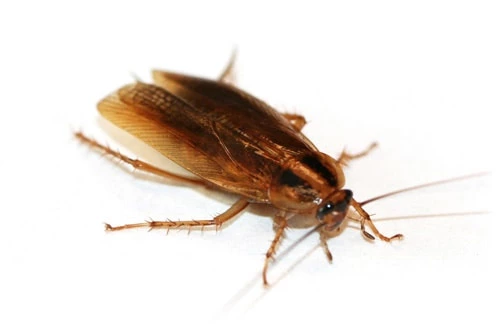 blattella germanica 3