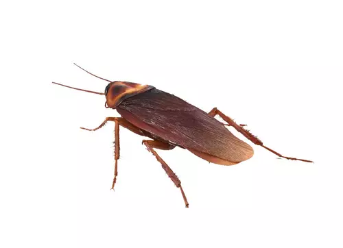 periplaneta americana 1