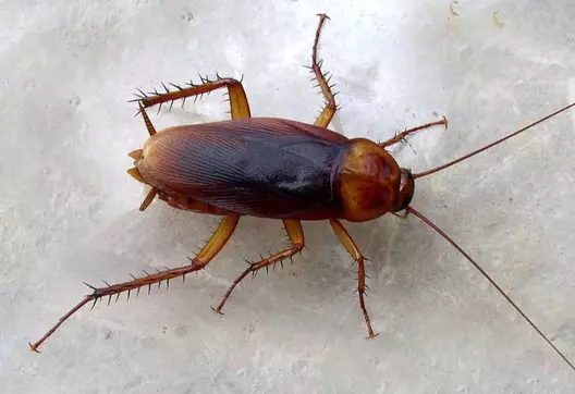 periplaneta americana 2