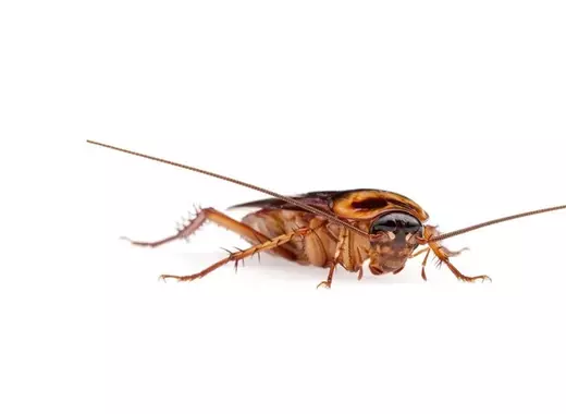 periplaneta americana 3