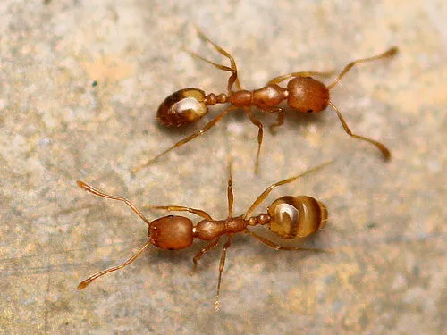 Monomorium Pharaonis 2