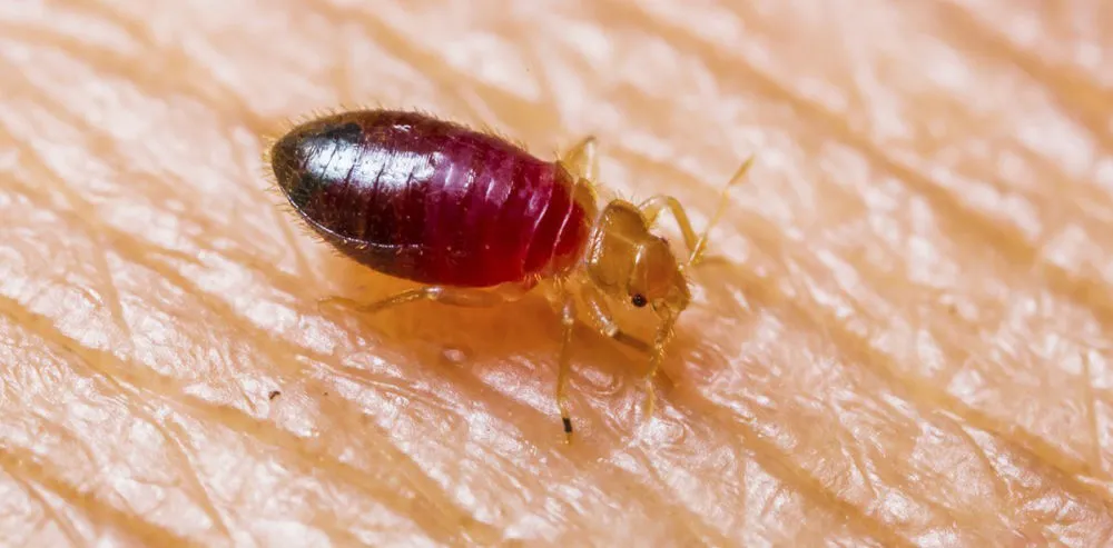 bedbug 1