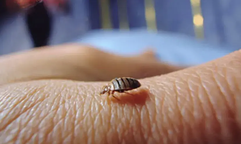 bedbug 2