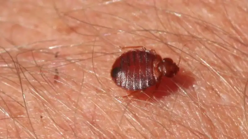 bedbug 3