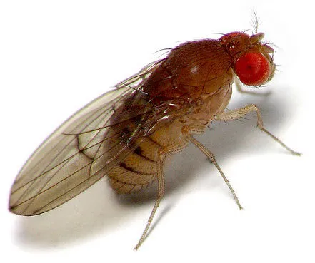 drosophila miga froutwn 1