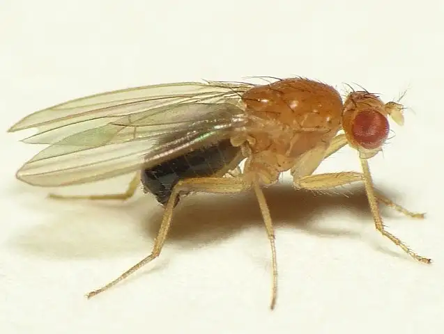 drosophila miga froutwn 2