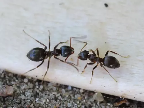lasius niger 1