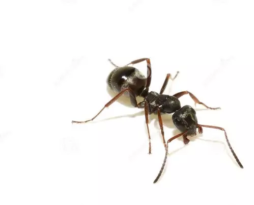 lasius niger 3