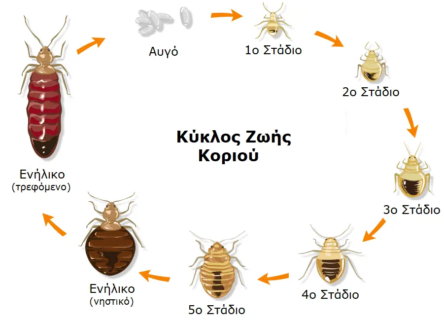 life cycle of bed bug