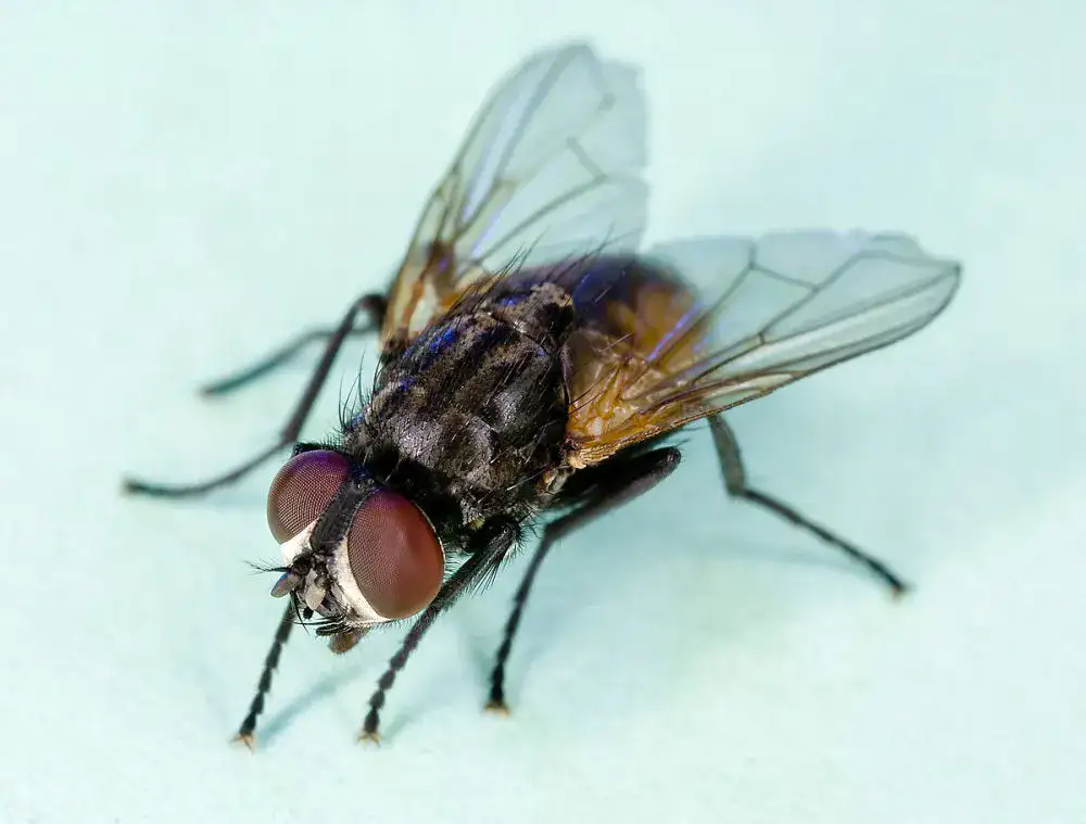 musca domestica oikiaki miga 1