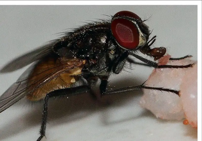 musca domestica oikiaki miga 2