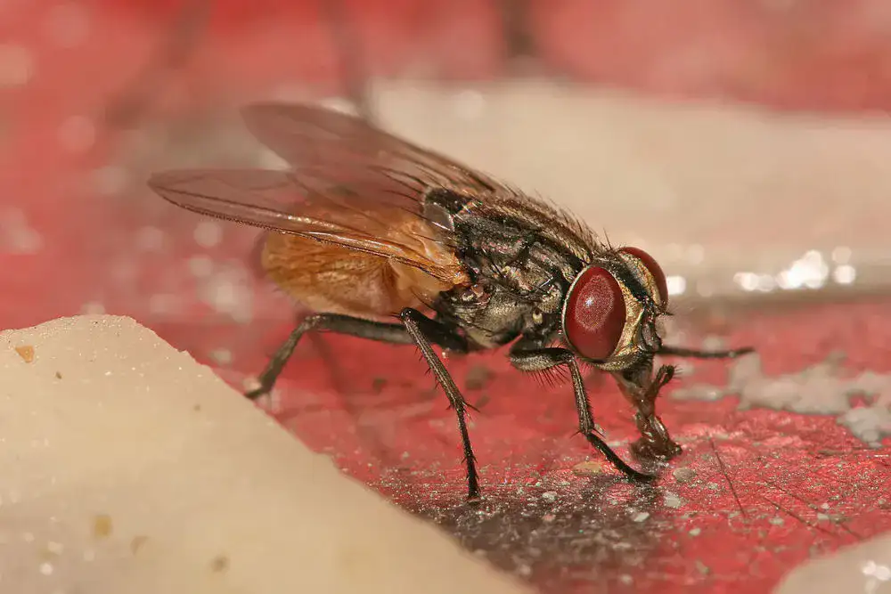 musca domestica oikiaki miga 3