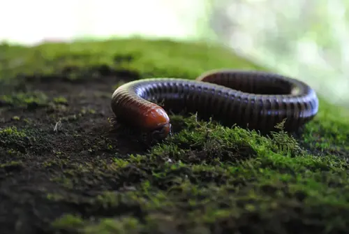 myriapoda 1