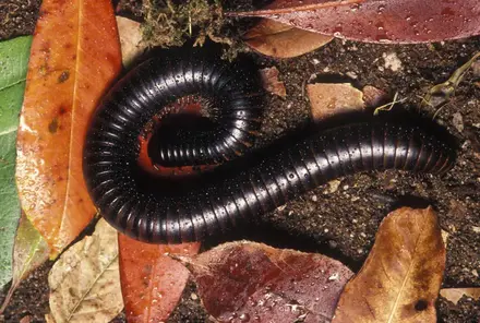 myriapoda 2