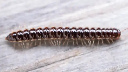 myriapoda 3
