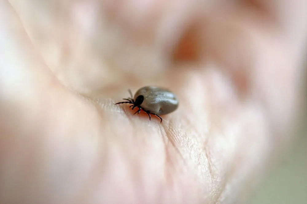 ticks tsimpouria 1