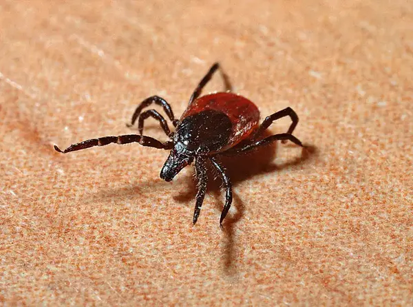 ticks tsimpouria 2