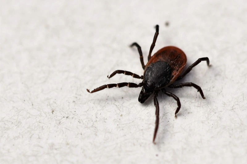 ticks tsimpouria 3