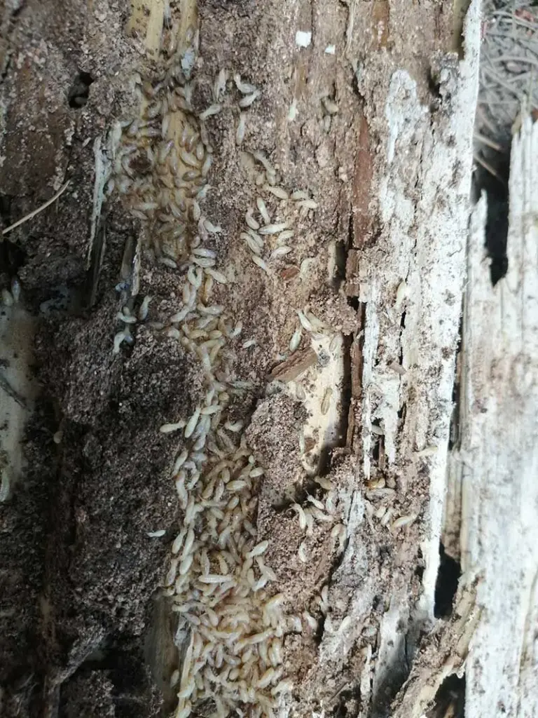 termites infection
