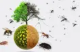 What causes insect